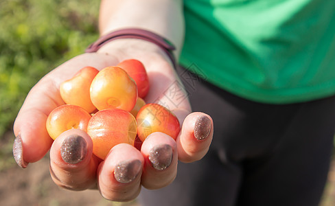 女人手里拿着成熟的樱桃 樱桃的手 在温暖的晴天在花园或农场采摘樱桃和樱桃美味水果食品叶子浆果生长季节饮食食物男人图片