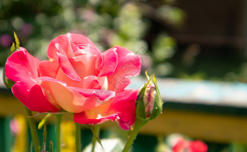 红色花园的玫瑰花朵美丽 多彩 精致 有选择地聚焦 近距离接近植物植物学植物群园艺香气礼物玫瑰花瓣花朵花卉公园图片