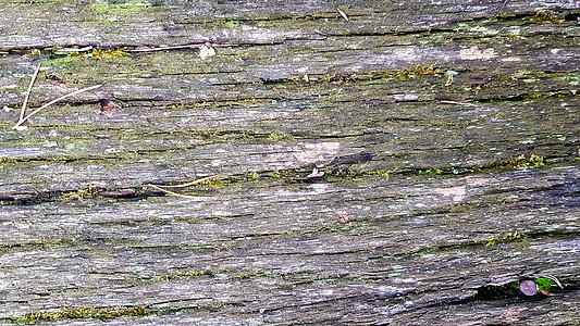 老木质和利钦 树皮 有苔 抽象背景 纹理 木篱上的苔和地衣的详情粮食环境历史森林橡木风化植物木材材料苔藓图片