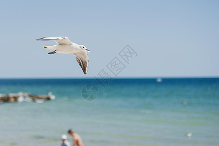 一组旋转海鸥飞越海洋或海洋上空海滩海鸟野生动物自由海岸线空气航班鸟类蓝色飞行图片
