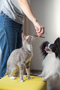 女主人喂养猫和狗 帕皮伦和斯芬克斯小狗公寓食物猎犬人面营养女士皮肤朋友们刷子图片