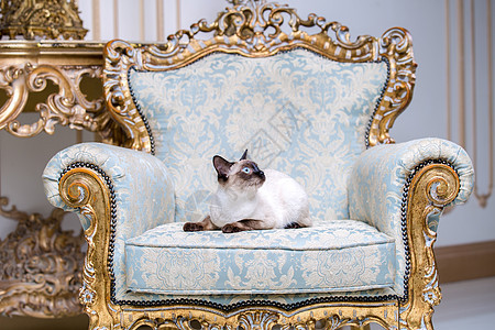 美丽的稀有品种湄公河短尾猫没有尾巴的雌性宠物猫坐在欧洲建筑的内部 坐在复古别致的皇家扶手椅上 18 世纪凡尔赛宫 巴洛克家具风格图片