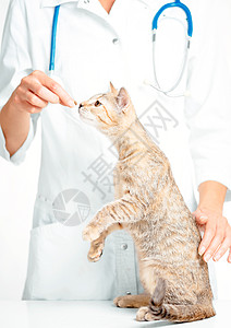 女兽医检查一只猫图片