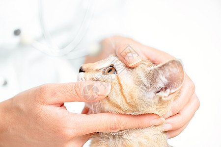 兽医对猫眼的检查图片