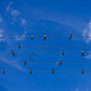 燕状电缆燕子金属移民动物电话环境白色休息天空图片