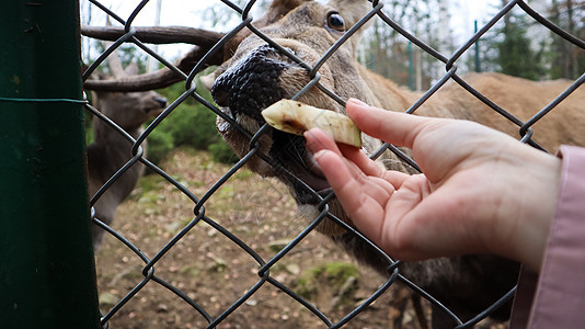 在动物园里 一只女人通过栅栏喂养鹿 用角喂鹿 鹿吃雌蜂的甜菜女性季节环境食物农场公园游客宠物毛皮女士图片