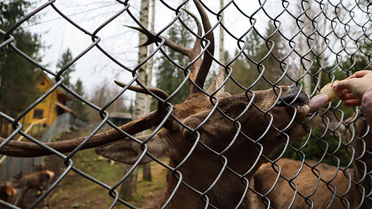在动物园里 一只女人通过栅栏喂养鹿 用角喂鹿 鹿吃雌蜂的甜菜食物环境宠物身体眼睛女性哺乳动物公园打猎动物图片