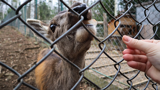 在动物园里 一只女人通过栅栏喂养鹿 用角喂鹿 鹿吃雌蜂的甜菜动物鹿角森林哺乳动物旅行环境季节公园荒野身体图片
