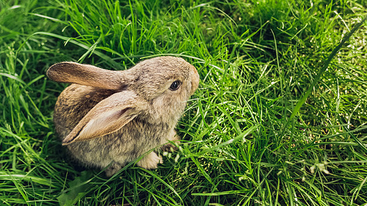 草地上的灰兔 复活节背景动物野生动物传统小兔子小动物魅力毛皮耳朵农场金子图片