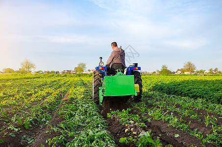 农夫挖出一批土豆 在早春收获第一批土豆 农业和农田 农业工业和农业综合企业 支持农场 发展中国家的收获机械化图片