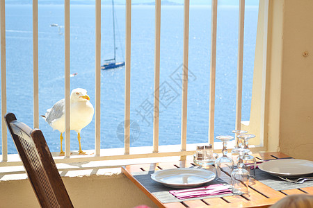 餐厅桌旁的白海鸥鸟儿图片