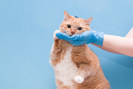 蓝背景的可爱红发猫专家人手女性宠物护士考试牙齿治疗手术医院图片