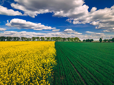 油菜田和绿色麦田与美丽的云 — 绿色能源植物图片