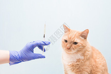 蓝背景的可爱红发猫治疗动物手套护理人员猫科宠物注射护士疾病医院图片