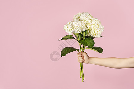 手捧一束美丽的嫩白色绣球花 背景为浅粉色花 作为教师节 母亲节 国际妇女节或情人节的礼物 带有复制空间的横幅图片