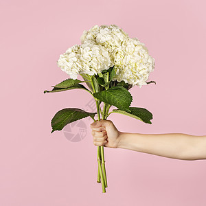 手拿着一束美丽的嫩白色绣球花 背景是浅粉色 鲜花作为教师节 母亲节 国际妇女节或情人节的礼物图片