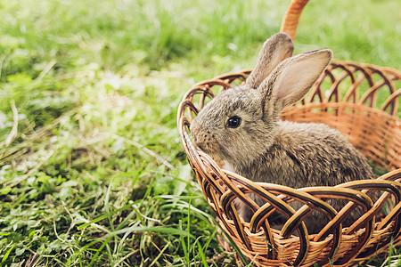 灰兔子吃草小的灰色的高清图片