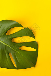 黄色纸上的绿色龟背竹叶-黄色背景 风格美术中的绿色和热带叶龟背竹调色板图片