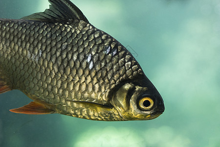 车野生动物淡水标识荒野曲线钓鱼低音鲫鱼动物群食物图片