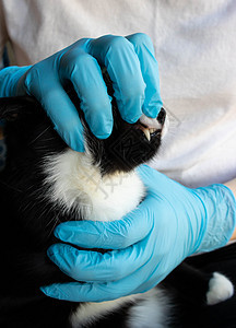 一名兽医在诊所检查黑猫牙的病历宠物诊断疾病药品预防手套疼痛牙齿猫咪治疗图片