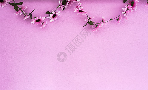 粉红色的墙壁背景纹理上挂着欢快多彩的粉紫色雏菊花环 美丽的现代设计与复制 spac生日花瓣装饰假期框架花束玫瑰植物横幅花园图片