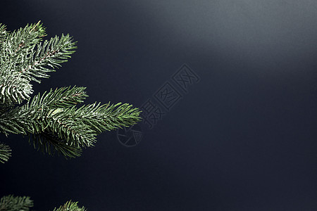 新鲜的绿色冷杉树枝与雪紧密相连 复制空间与黑色背景隔离圣诞树节日背景概念圣诞快乐卡片季节云杉木头松树装饰风格作品庆典装饰品图片