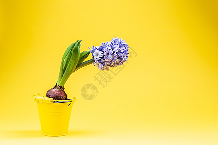 黄色背景的锅中的紫色青铜植物花朵花瓣蓝色播种机植物群叶子园艺盆栽花园图片