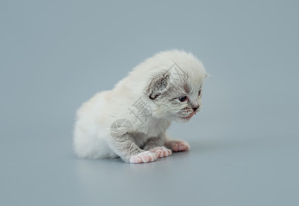 Ragdol 小猫在浅蓝色背景下被孤立眼睛蓝色娃娃猫科动物白色布娃娃宠物灰色爪子动物图片