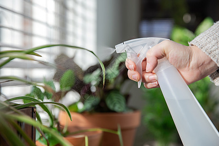 女手喷水瓶在窗台上的室内植物上喷水 照顾温室植物现代室内装饰爱好家庭生活生长花店女性房子园艺家务树叶女士图片