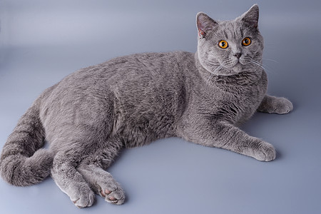 美丽的年轻的英国小猫 在灰色背景上无所不在蓝色卧室头发猫咪冒充猫科动物耳朵哺乳动物短发图片