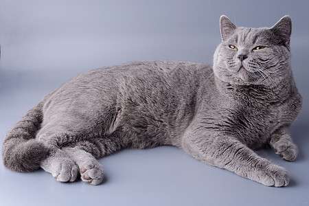 美丽的满意的年轻英国小猫 在灰色背景图片