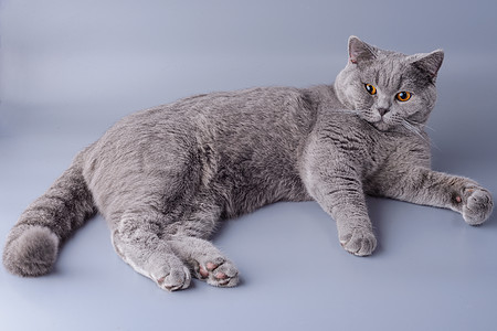 美丽的年轻的英国小猫 在灰色背景上无所不在毛皮动物头发哺乳动物冒充卧室工作室耳朵宠物猫科图片