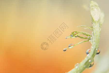 花瓣上的背景宏水滴子宏观玫瑰植物花园叶子粉色图片