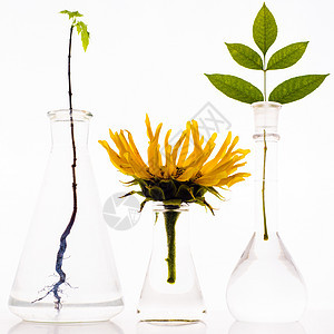 三个有白底植物的实验室火瓶;图片