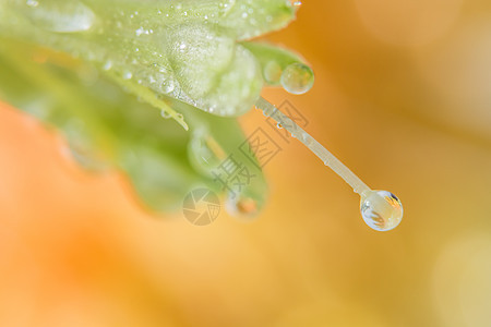 花瓣上的背景宏水滴子粉色植物花园宏观叶子玫瑰图片