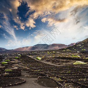 兰萨罗特火山山附近的葡萄园图片