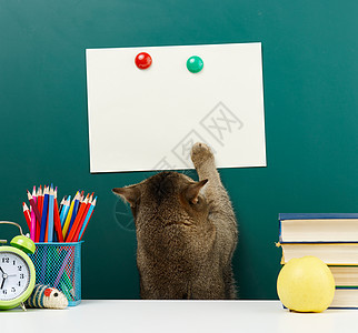 一只成年直足的苏格兰灰猫 在学校绿色黑板的背景下 伸展其爪子至顶部 回到学校去图片