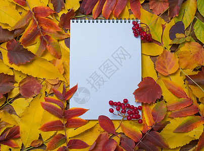 笔记本的顶视图 上面有秋天鲜艳的五颜六色的树叶 五颜六色的叶子和空白的日记页和一束红色浆果 秋季布局 复制空间 教育理念季节记事图片