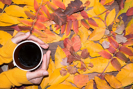 女性用黄色毛衣握着咖啡杯 秋叶颜色鲜艳 她的手也举起装饰品横幅季节树叶杯子机甲沙漠图片