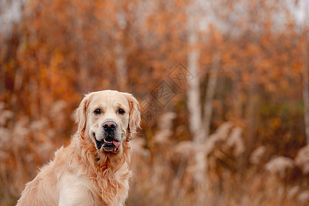 秋林金色猎犬哺乳动物草地朋友森林犬类叶子木头橙子宠物公园图片