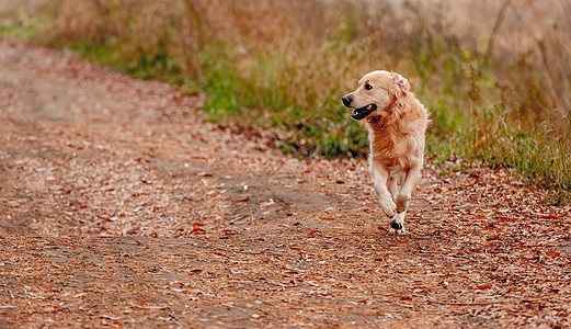 秋林金色猎犬公园木头叶子橙子朋友宠物哺乳动物草地森林乐趣图片