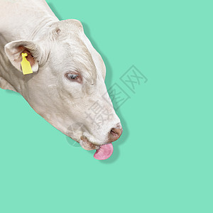 白色公牛的肖像以蓝色或薄荷背景被隔离图片