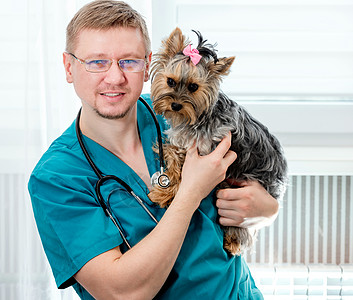 兽医把约克郡的泰瑞狗抓在手上卫生诊所专家职业治疗动物宠物保健医生药品背景