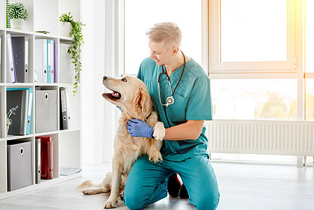 兽医诊所的金挖金犬犬类猎犬治疗宠物程序卫生专家内阁愈合医院图片