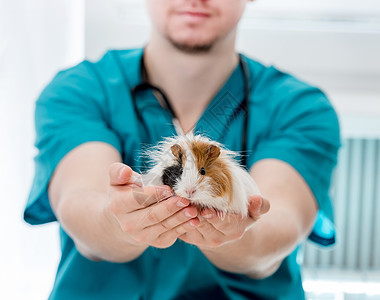 手持豚猪的兽医医生治疗医疗保险药品豚鼠疾病动物诊所检查医院办公室图片