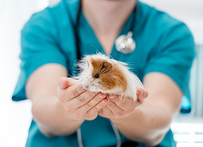 手持豚猪的兽医医生手套医院疫苗治疗诊所仓鼠动物哺乳动物豚鼠检查图片
