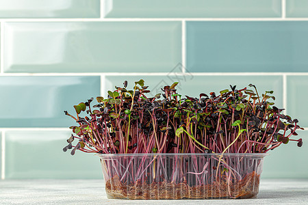 在厨房的托盘中种植微绿色芽 与薄荷瓷砖墙相对向日葵饮食营养土壤食物花园幼苗生态配种草本植物图片