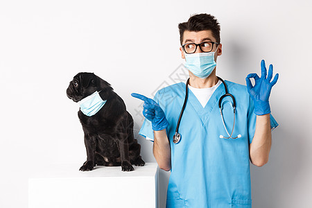 穿着医疗面罩 坐在英俊的兽医医生旁边 展示了好牌子 白背景和白色背景医院疫苗药品小狗手套男人动物考试犬类宠物背景