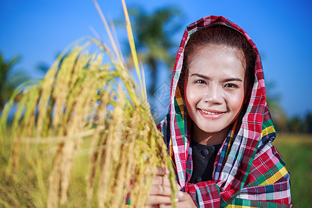 田间拥有大米的农民妇女金子农业场地农场生产日落稻田女士女性谷物图片