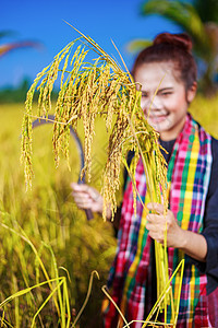 农民妇女手中的金稻植物天空工作农田女士文化农业微笑镰刀稻草图片